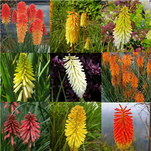 Kniphofia Mixed Collection 3x2l